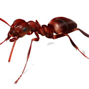 Ant PNG -afbeelding