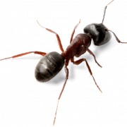 Imagen de png de hormiga
