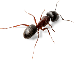 Ant PNG Picture