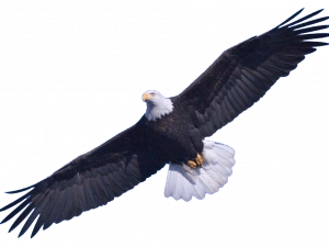 Descarga gratuita de PNG de águila calva