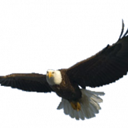Weißkopfseeadlerfreies PNG -Bild