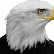 Bald Eagle PNG