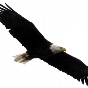 Bald Eagle PNG Clipart