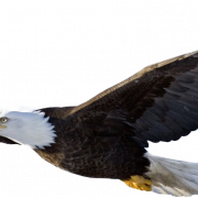 Bald Eagle Png Dosyası