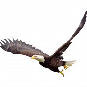 Weißkopfseeadler -PNG -Bild