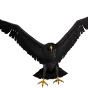Weißkopfseeadler PNG Bild