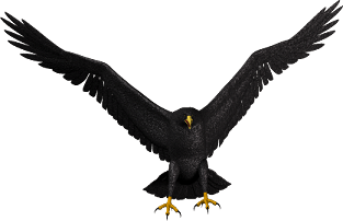 Bald Eagle PNG Picture