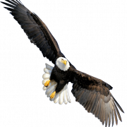 Weißkopfseeadler transparent