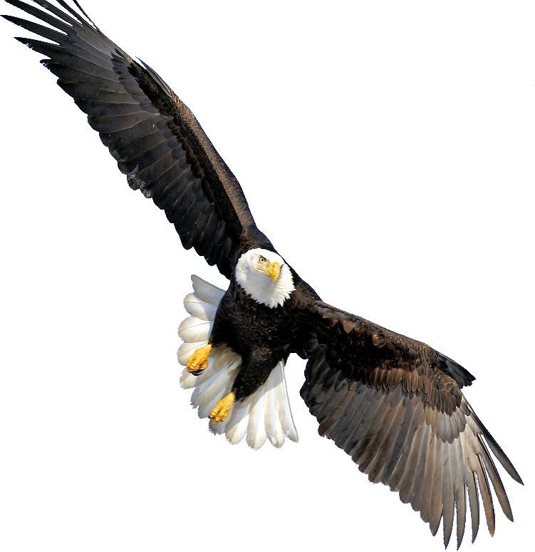 Eagle calvo trasparente