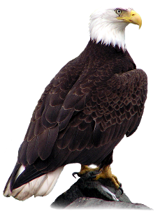 Aquila calva