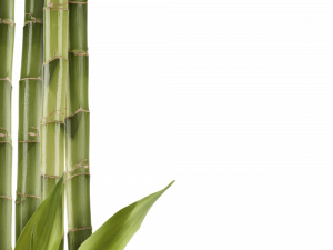 Bamboo Free Download PNG