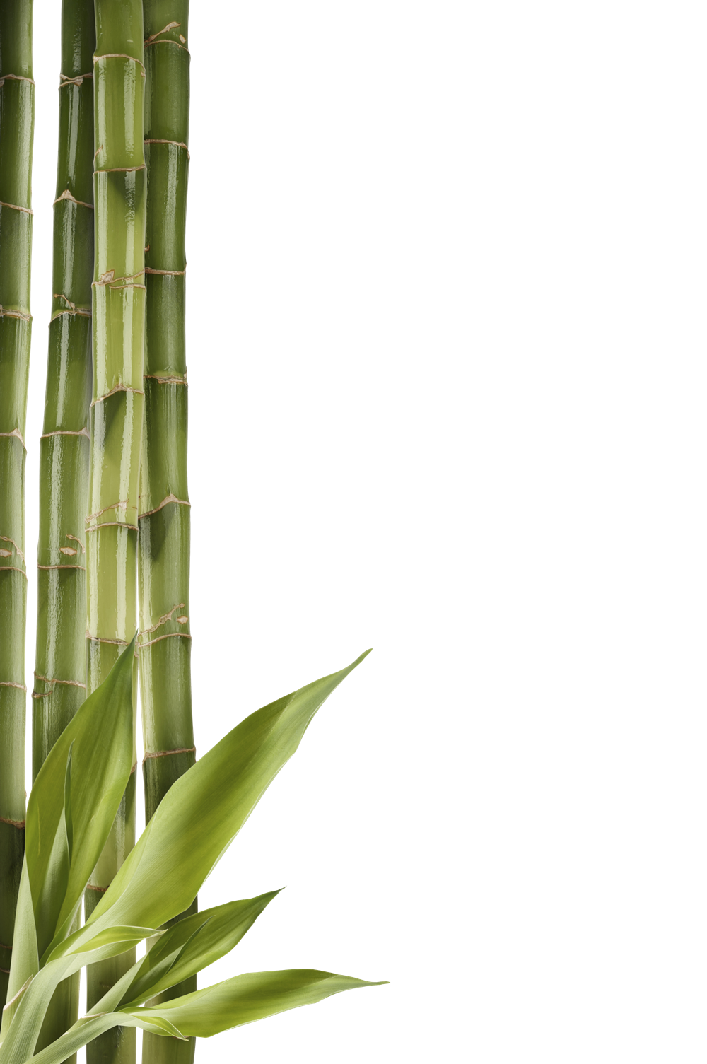Bamboo Free Download PNG
