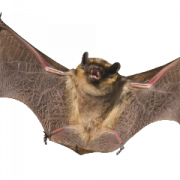 الخفافيش PNG