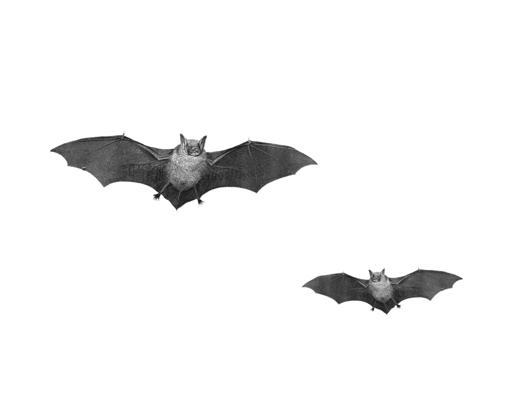 Bat PNG Pic