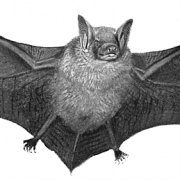 Bat transparan