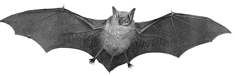 Bat Transparent