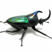 Scarabeo Scarica png