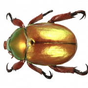 Imagen de png gratis de escarabajo