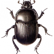 Png de escarabajo