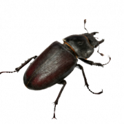 Escarabajo png clipart