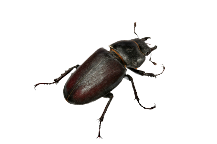 Beetle PNG Clipart