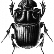 Beetle Png Dosyası