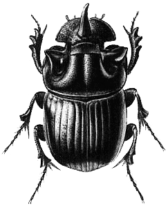 File ng Beetle Png