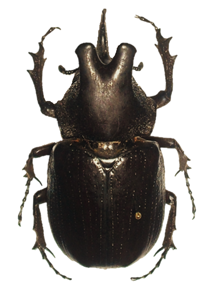 Beetle PNG HD
