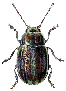 Beetle PNG Image
