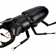 Beetle png pic