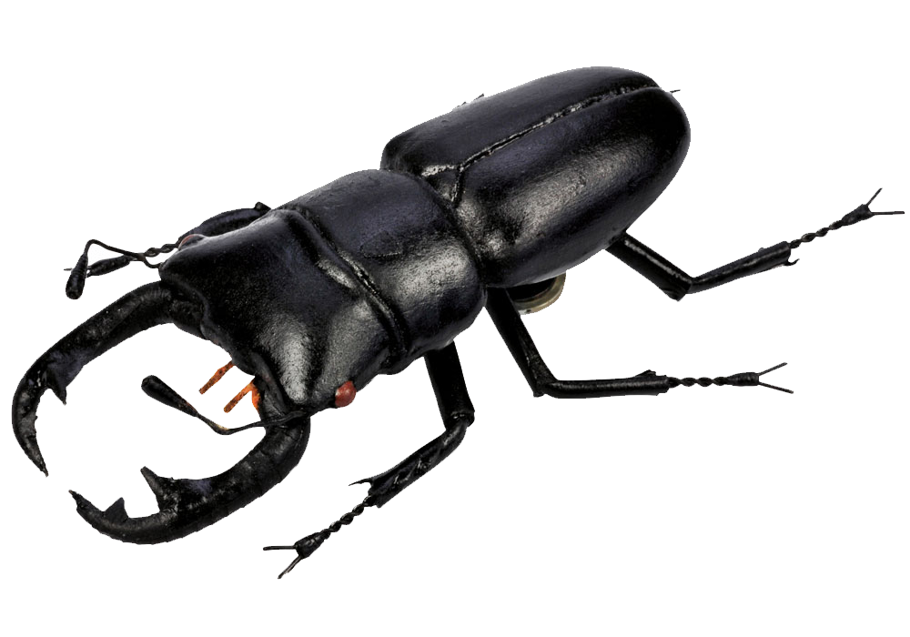 Beetle PNG Pic