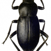Beetle PNG Picture