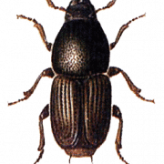 Käfer transparent
