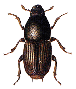 Beetle Transparent