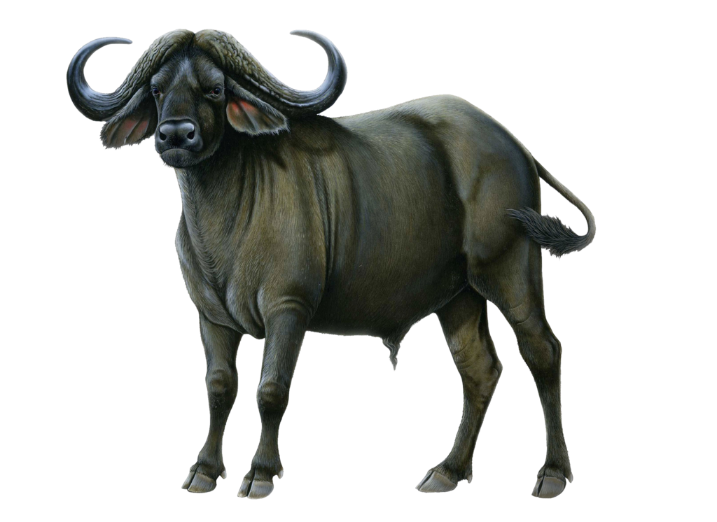 Buffalo PNG Picture