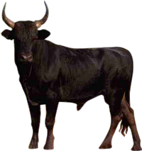 Bull gratis PNG -afbeelding