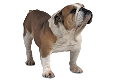 Bulldog PNG Image