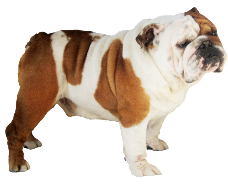 Bulldog trasparente