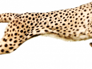 Cheetah Download PNG