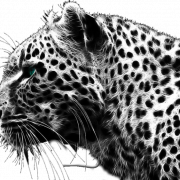 Cheetah Free Download PNG