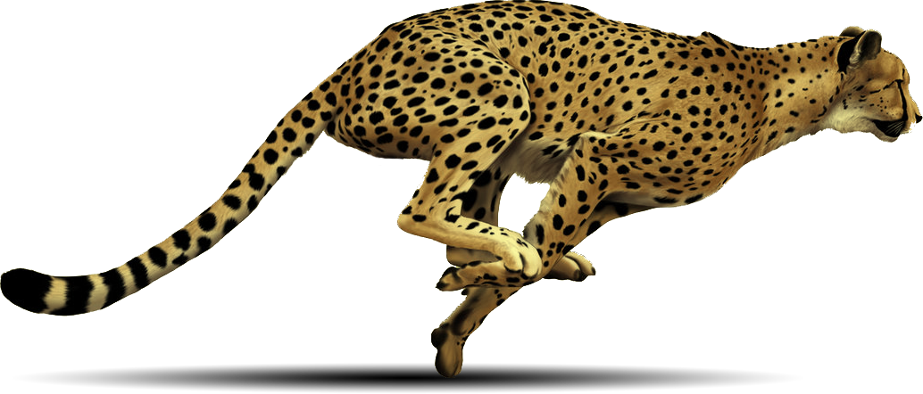 Cheetah Free PNG Image