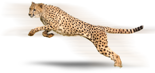 Cheetah PNG de haute qualité