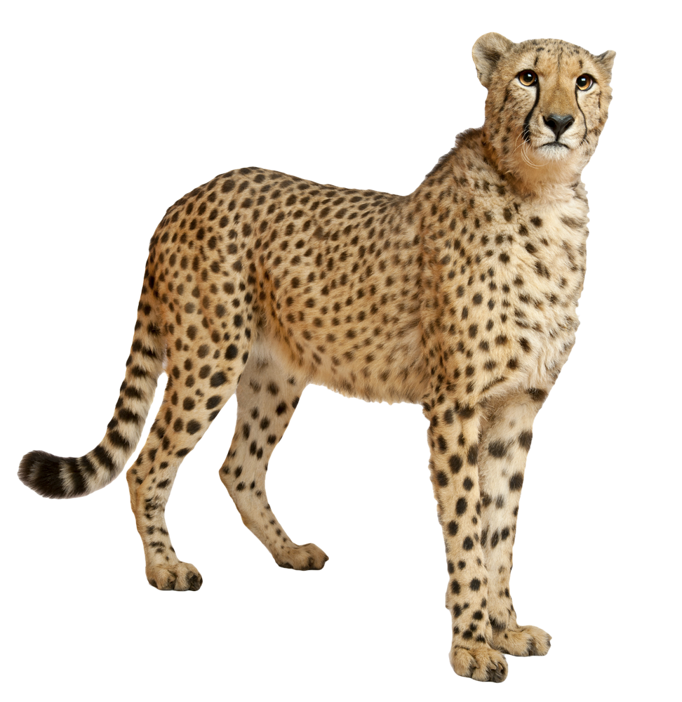 Cheetah PNG -Datei