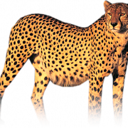 Cheetah PNG HD