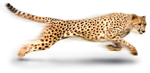 Cheetah PNG Image