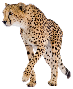 Çita png
