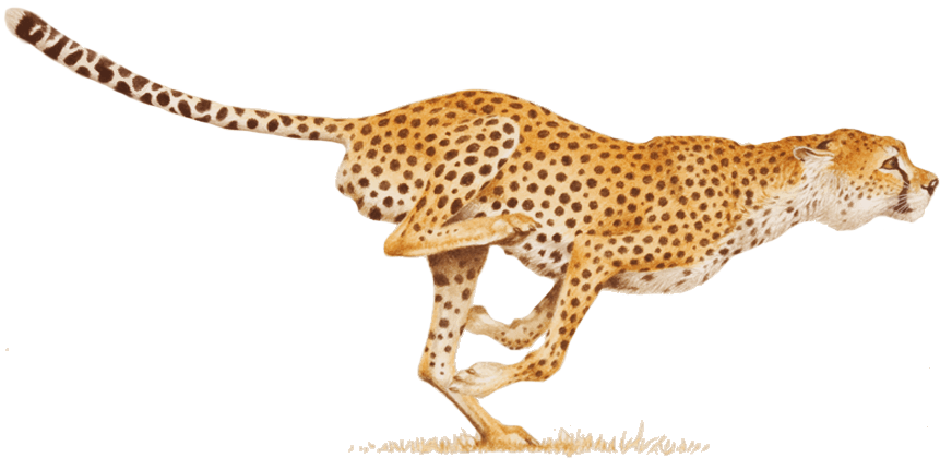 Cheetah transparan