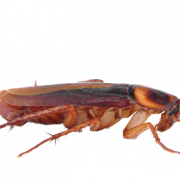 Cockroach Free Download PNG