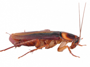 Cockroach Free Download PNG