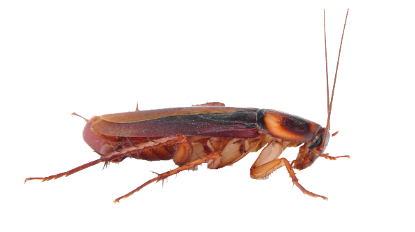 Download gratuito di scarafaggi PNG